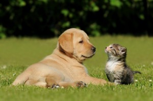 katt-och-hund_124152457